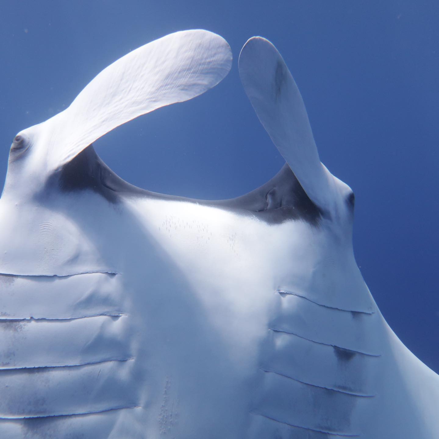 Scuba Shark Fuvahmulah