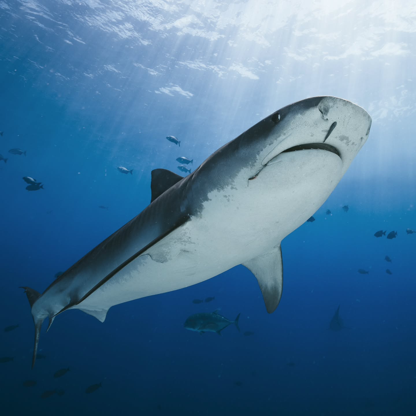 Oceanic Nomad Divers Fuvahmulah
