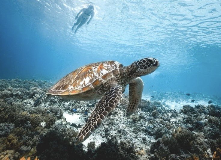 Free Diving